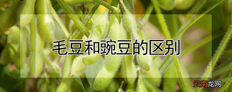毛豆和豌豆的区别