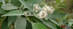 密蒙花有毒吗