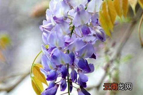 紫藤花有毒吗