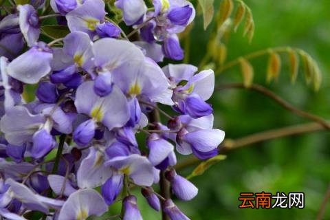 紫藤花有毒吗