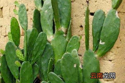 米邦塔和黄大刺的区别