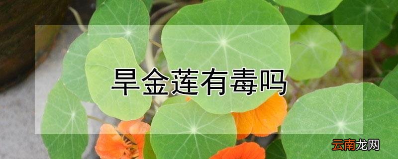 旱金莲有毒吗