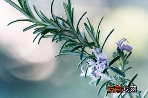 迷迭香为什么不开花