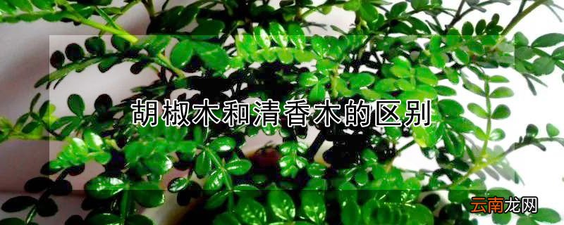 胡椒木和清香木的区别