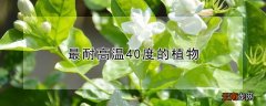 最耐高温40度的植物