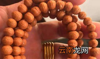 金刚菩提的果实 金刚菩提是什么果实