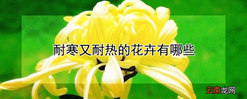 耐寒又耐热的花卉有哪些
