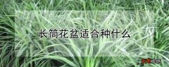 长筒花盆适合种什么