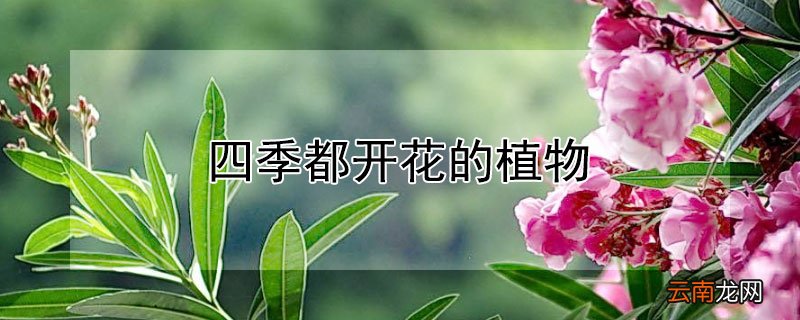 四季都开花的植物
