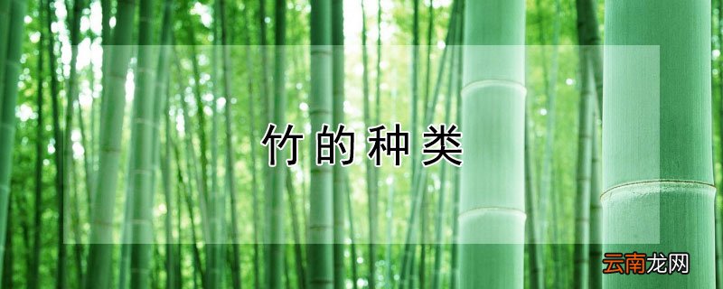 竹的种类