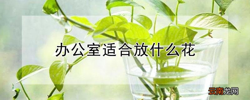 办公室适合放什么花