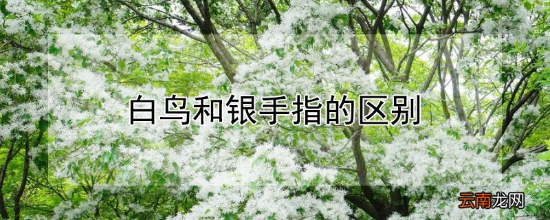 白鸟和银手指的区别