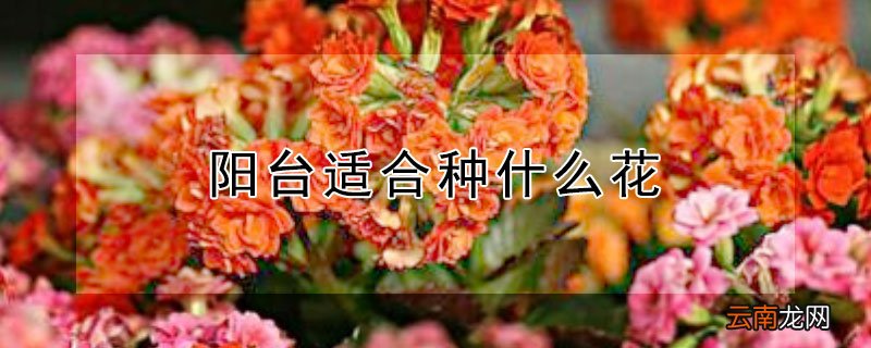 阳台适合种什么花