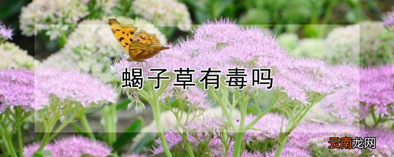 蝎子草有毒吗