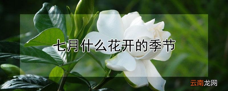 七月什么花开的季节