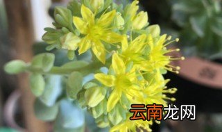 多肉长花剑了怎么处理 多肉长花剑了咋办呢