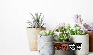 多肉长根后怎么办 多肉长根后如何处理