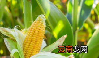 过立夏还可以种玉米吗 过立夏还能种玉米吗