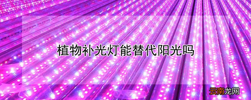 植物补光灯能替代阳光吗
