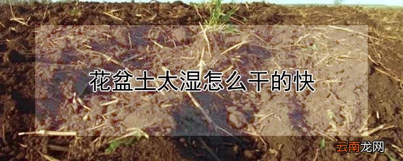 花盆土太湿怎么干的快