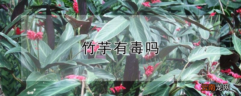 竹芋有毒吗