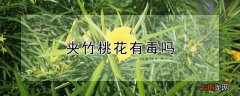 夹竹桃花有毒吗