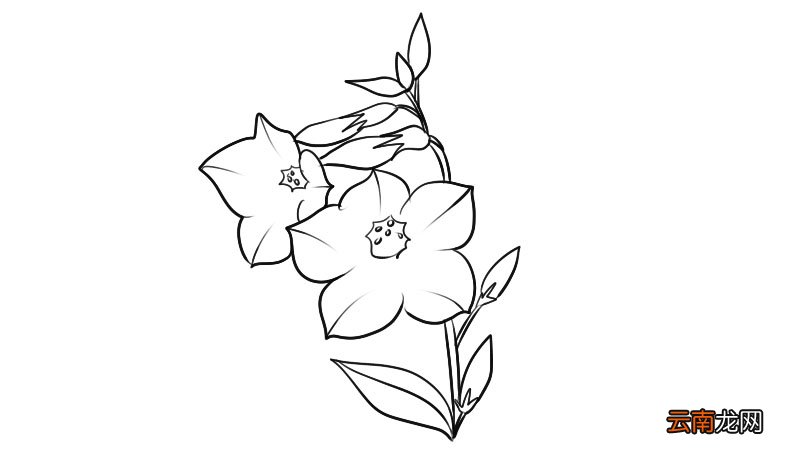 烟草花简笔画 烟草花简笔画怎么画
