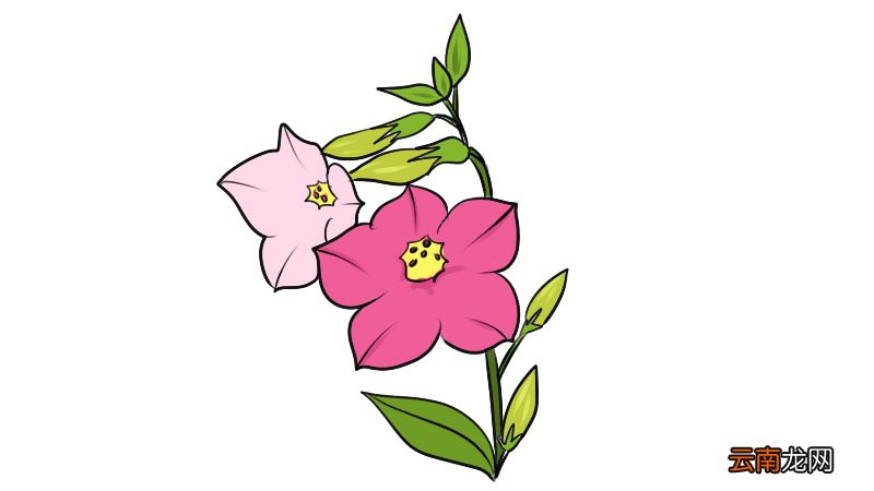 烟草花简笔画 烟草花简笔画怎么画