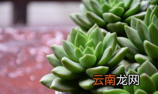 摆地摊卖多肉植物怎样 摆地摊卖多肉怎么样