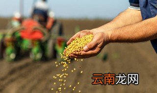 立夏播种什么菜种 立夏可以种哪些蔬菜