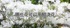 哪些花可以用醋浇花