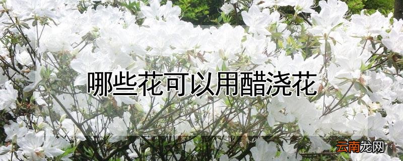 哪些花可以用醋浇花
