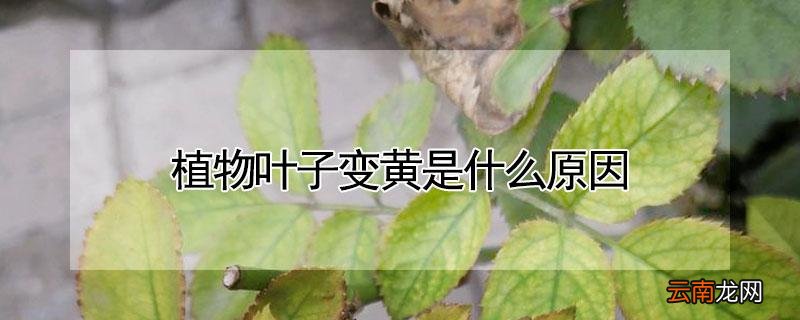 植物叶子变黄是什么原因