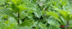 家里为什么不能种薄荷