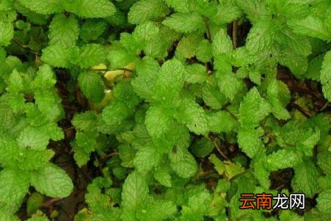 家里为什么不能种薄荷