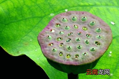 莲子几月份成熟采摘