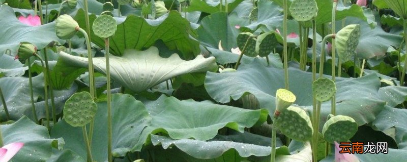 莲子几月份成熟采摘