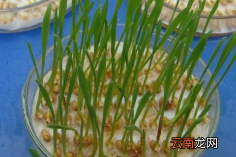 种子催芽方法五种方法