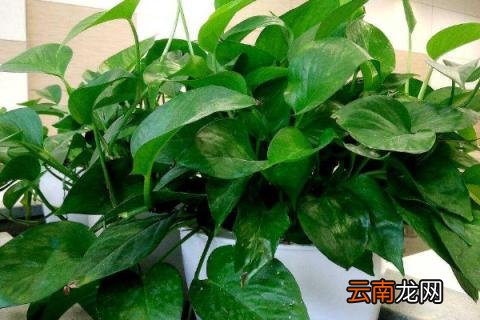 办公室放什么植物好