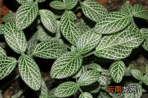 办公室放什么植物好