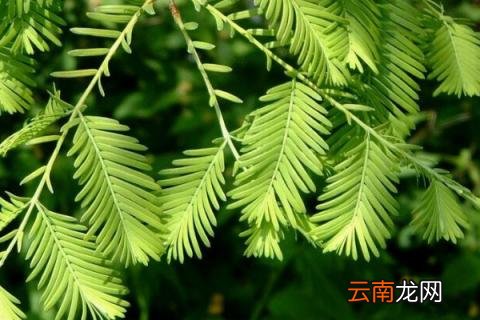 红豆杉和水杉的区别