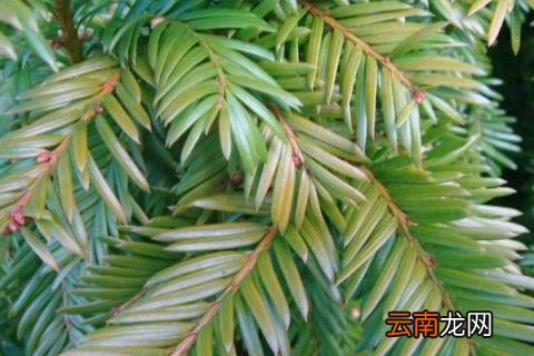 红豆杉和水杉的区别