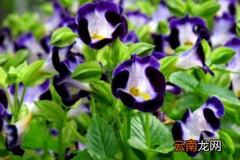夏堇花如何收种子