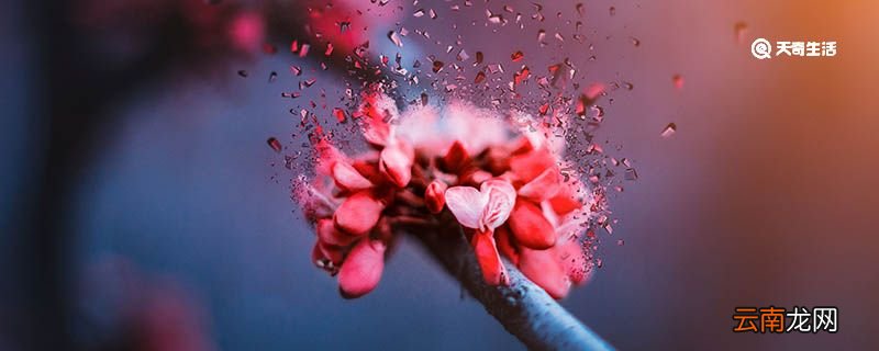 蟹爪兰的花语 蟹爪兰的花语介绍