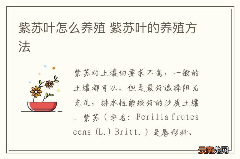 紫苏叶怎么养殖 紫苏叶的养殖方法