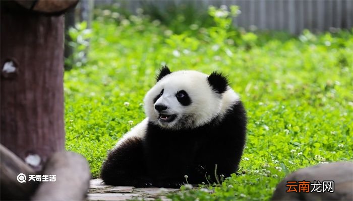 世界上唯一圈养棕白色大熊猫叫什么 世界上唯一圈养棕白色大熊猫叫什么名字