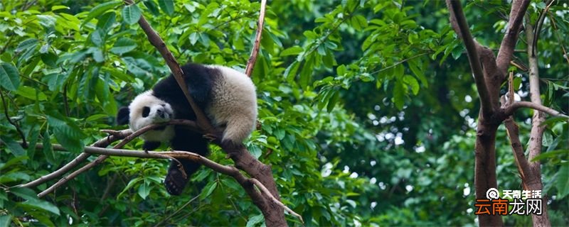 世界上唯一圈养棕白色大熊猫叫什么 世界上唯一圈养棕白色大熊猫叫什么名字