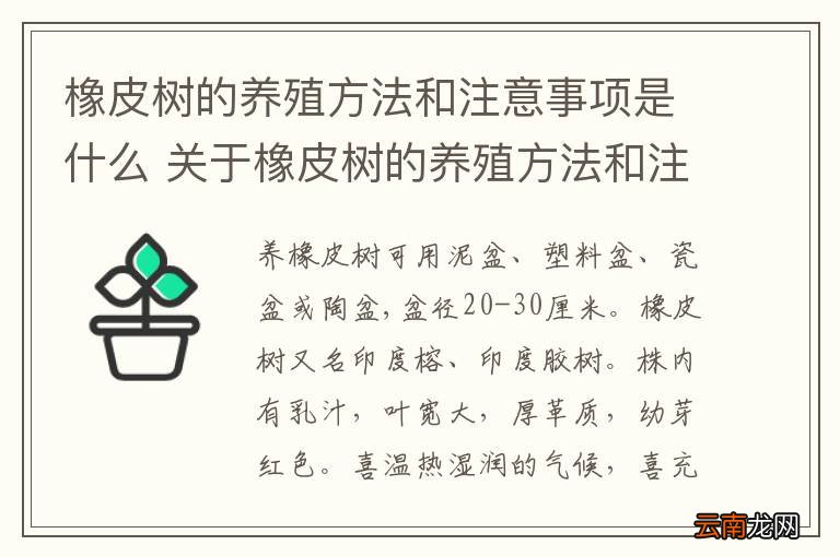 橡皮树的养殖方法和注意事项是什么 关于橡皮树的养殖方法和注意事项是什么