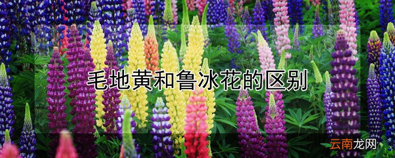毛地黄和鲁冰花的区别