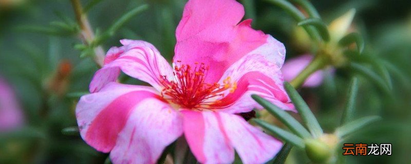 太阳花一年四季开花吗